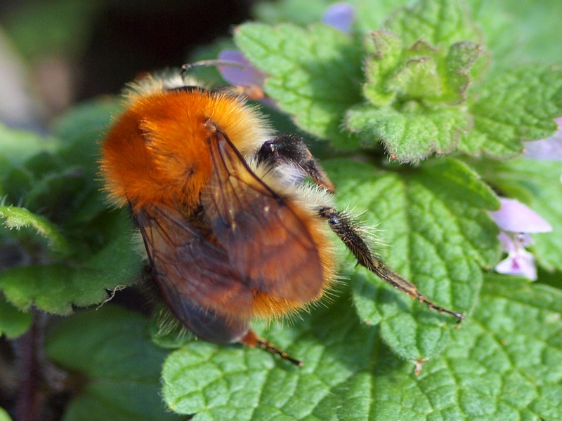 Bombus